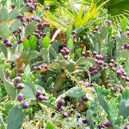 C3 Facing Sea And - Wifi, Ac, Terrace