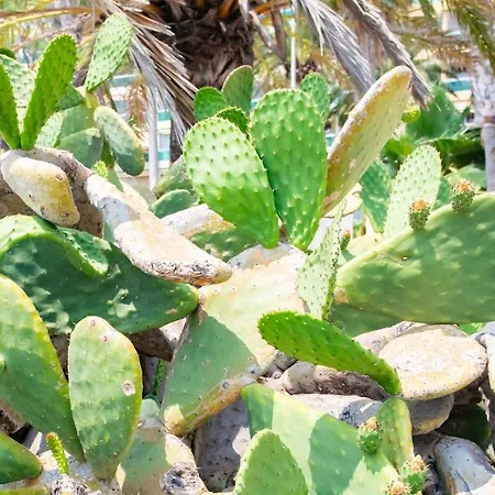 C3 Facing Sea And - Wifi, Ac, Terrace Daire